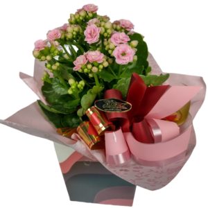 Calandiva - Imagem 3