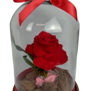 Rosa Encantada Vermelha Preservda