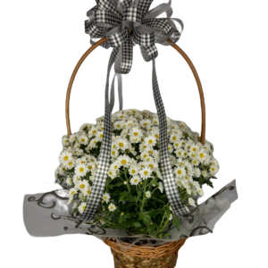 Cesta de Mini Margaridas